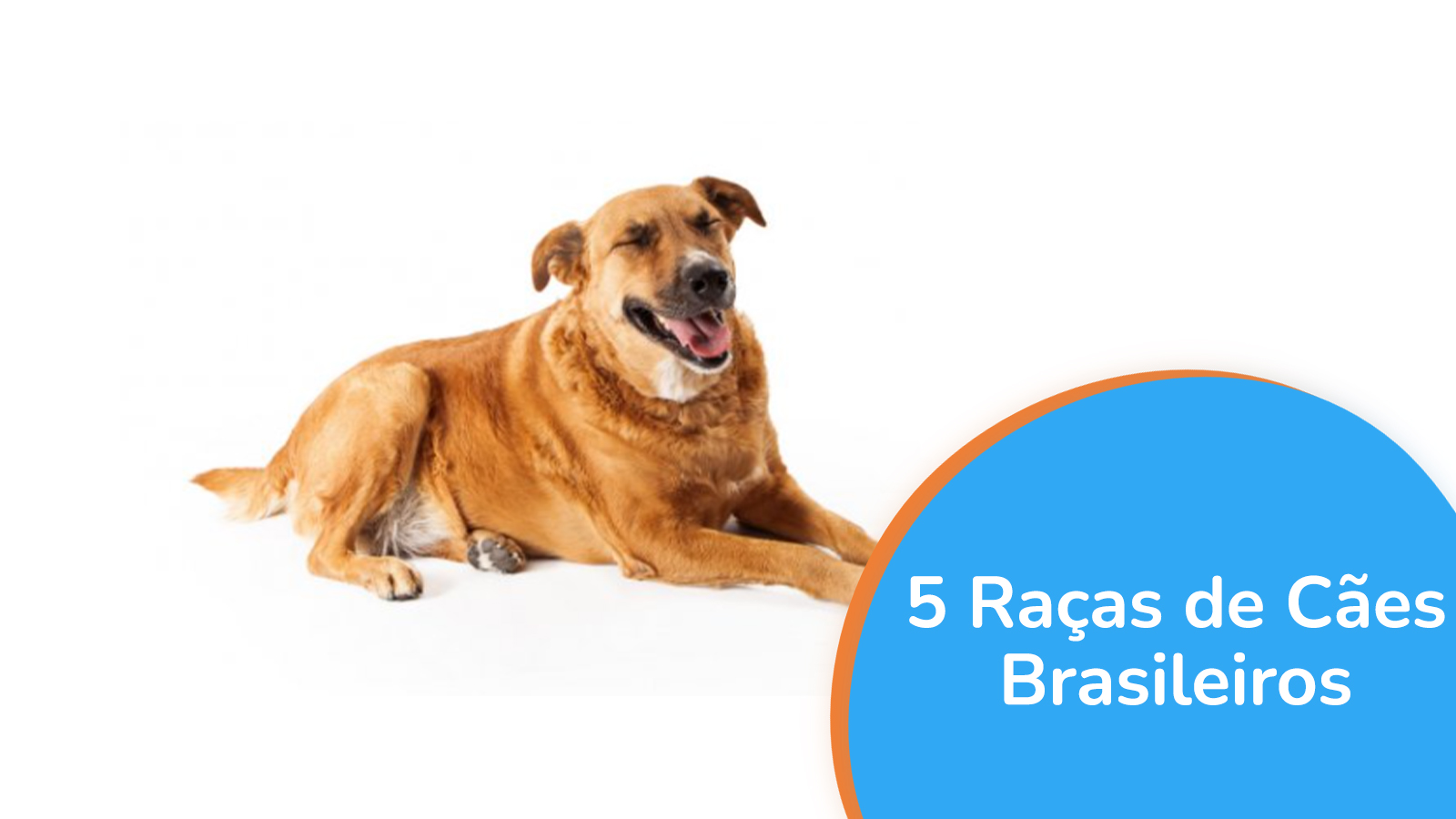 5 raças de cães brasileiros