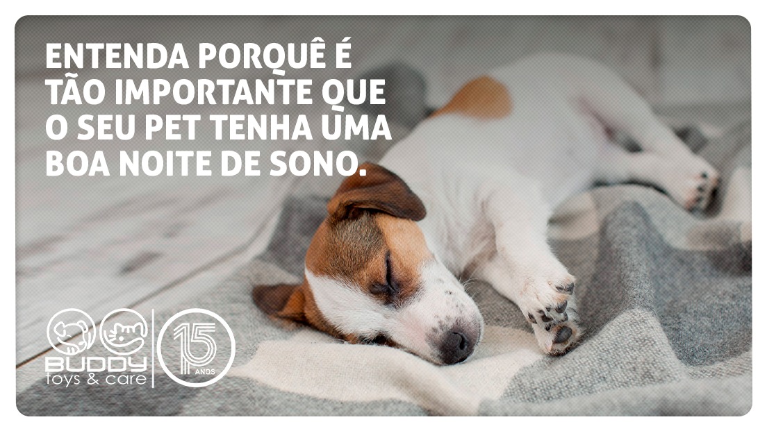 A importância de uma boa noite de sono para o seu pet