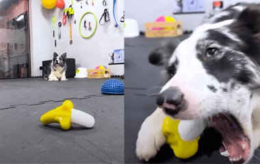 Lançamento Buddy Toys: Brinquedo para Morder Banana Double