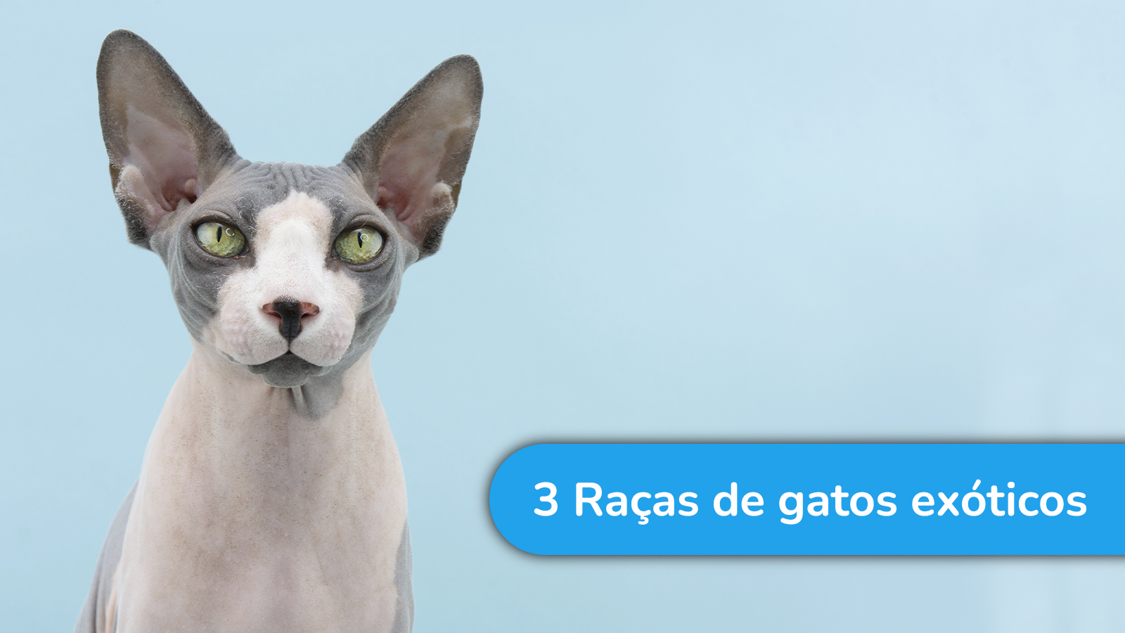 3 Raças de gatos exóticos