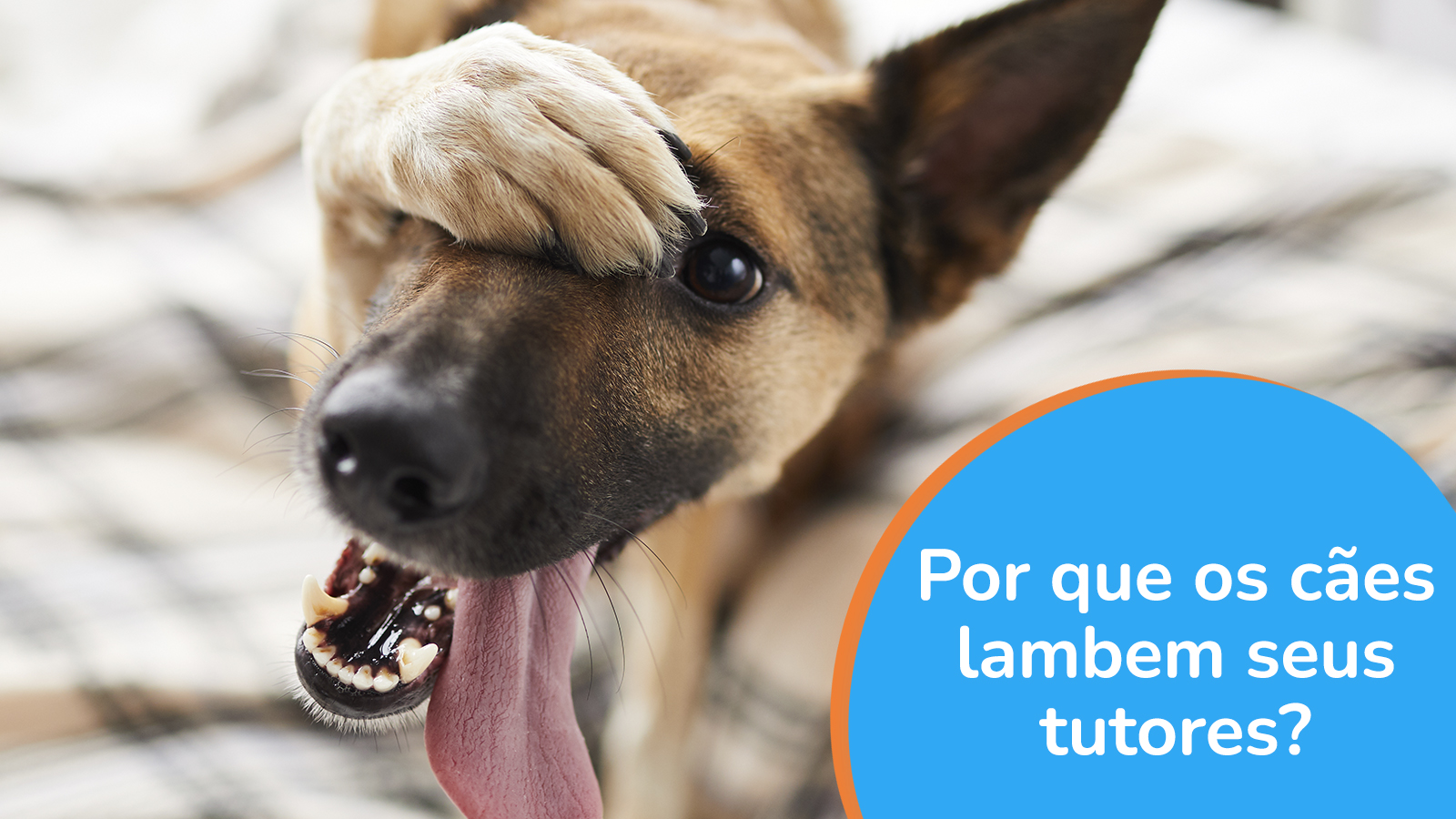 Por que os cães lambem seus tutores?