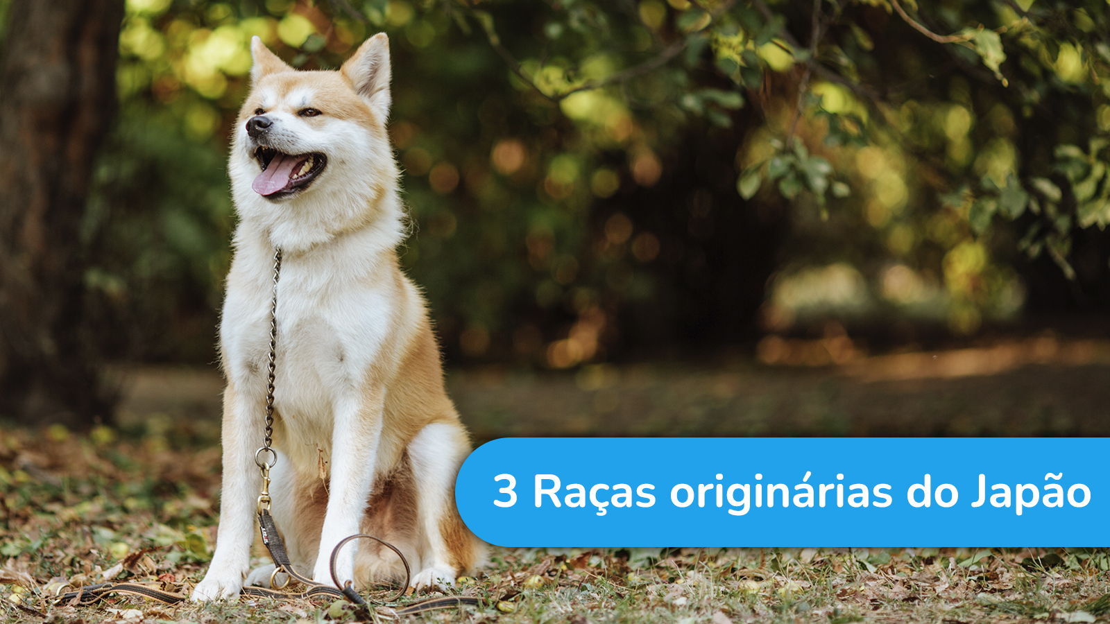 3 raças de cães originárias do Japão
