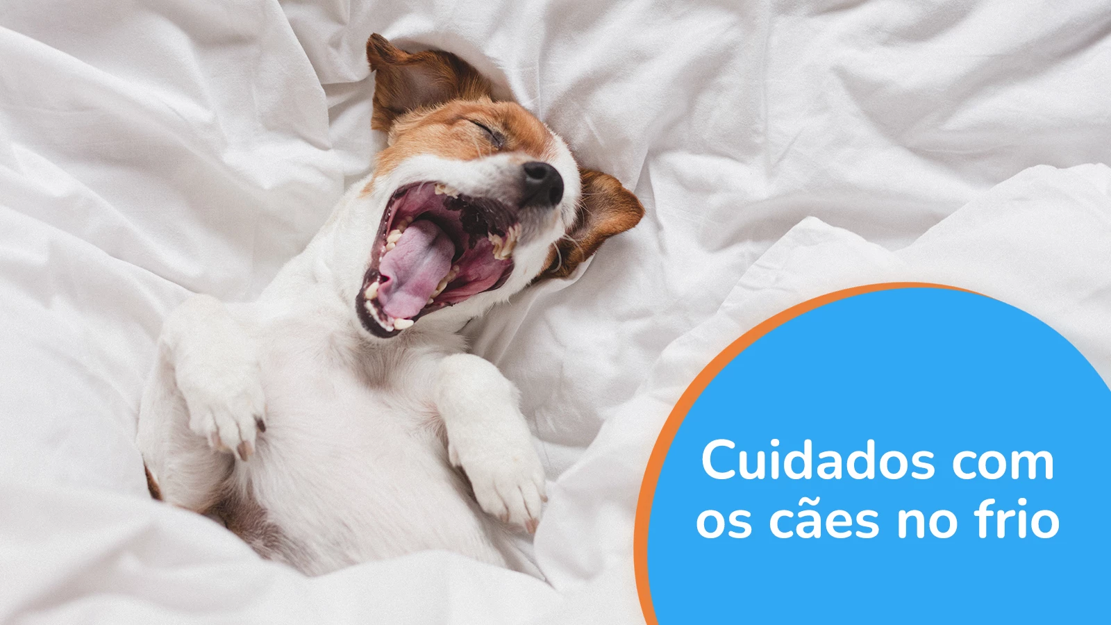 Cuidados com os cães no frio