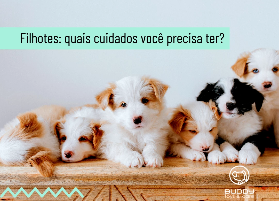 5 cuidados com cachorro filhote, tudo o que você precisa saber!