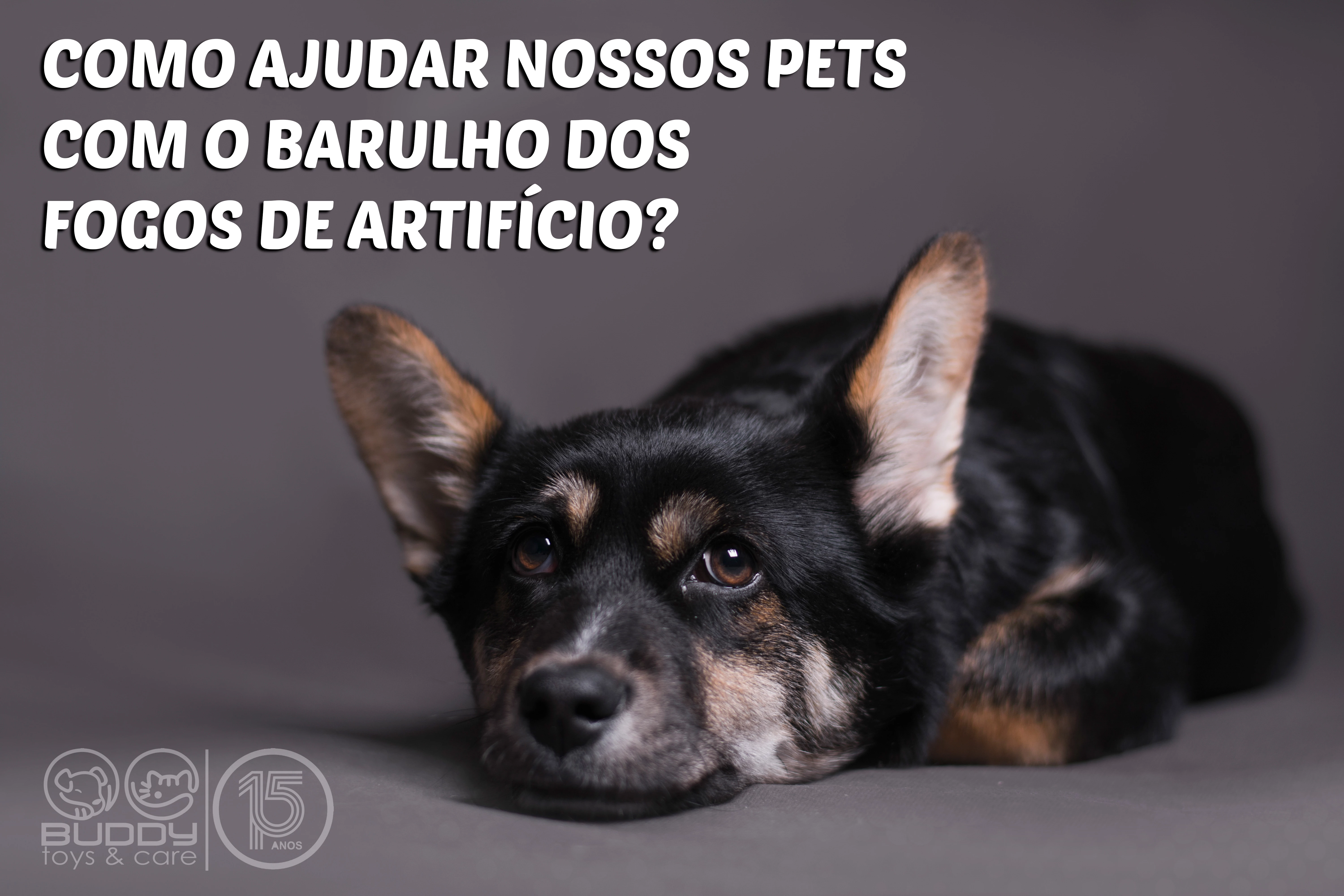 Como ajudar nossos pets com o barulho dos fogos de artifício?