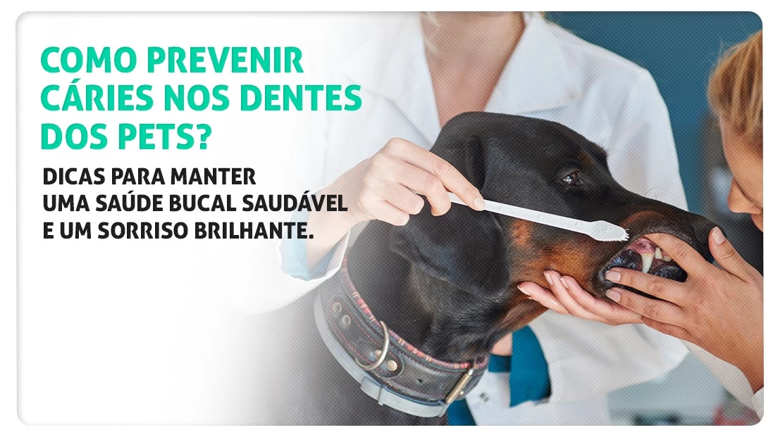 Como prevenir cáries e desgastes nos dentes dos pets? Dicas para manter uma saúde bucal saudável e um sorriso brilhante