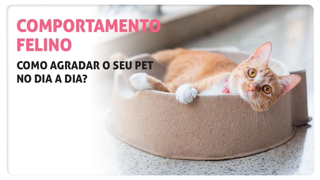 Comportamento felino – Como agradar o seu pet no dia a dia?