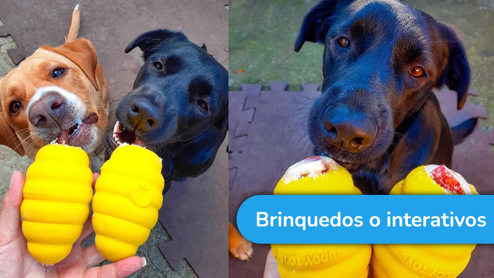 Brinquedos Interativos para cães