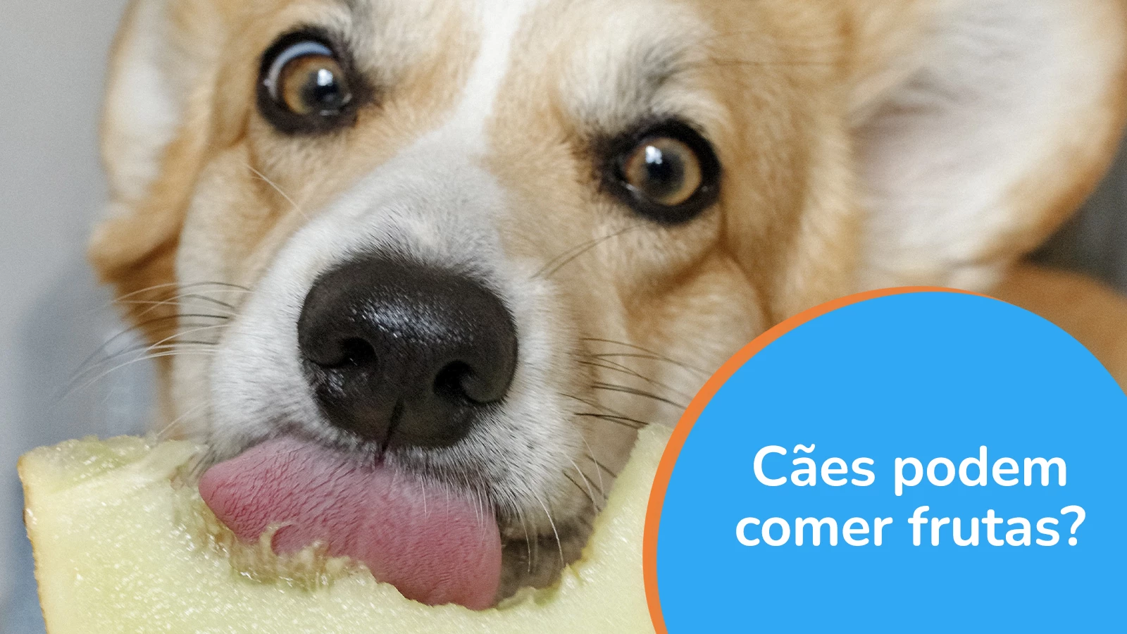 Cães podem comer frutas?