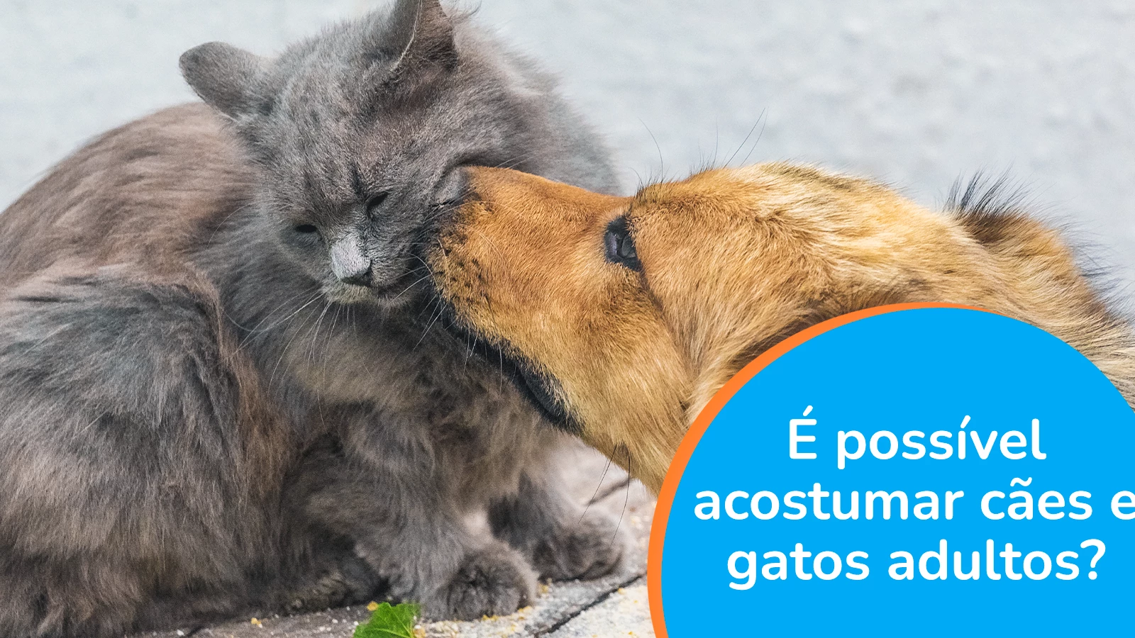 É possível acostumar cães e gatos adultos?