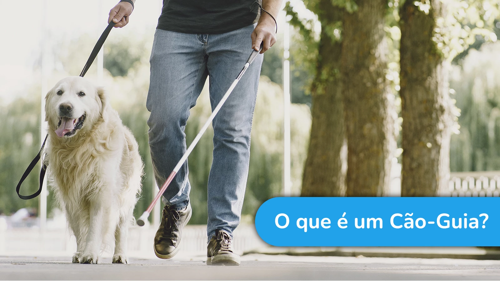 O que é um Cão-Guia?