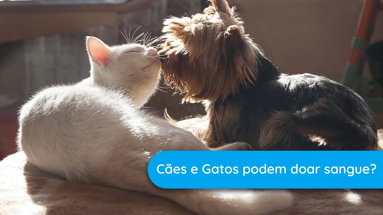 Cães e gatos podem doar sangue?