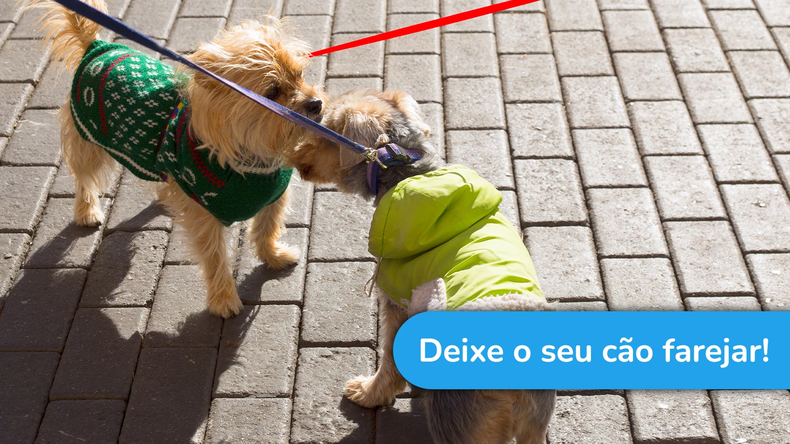 Deixe o seu cão farejar