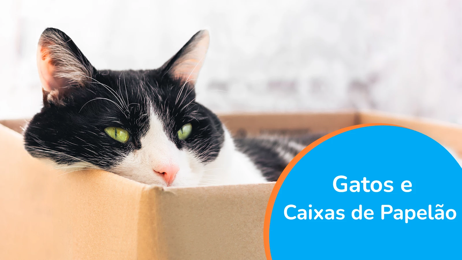 Gatos e Caixas de Papelão, de onde vem esse amor todo?