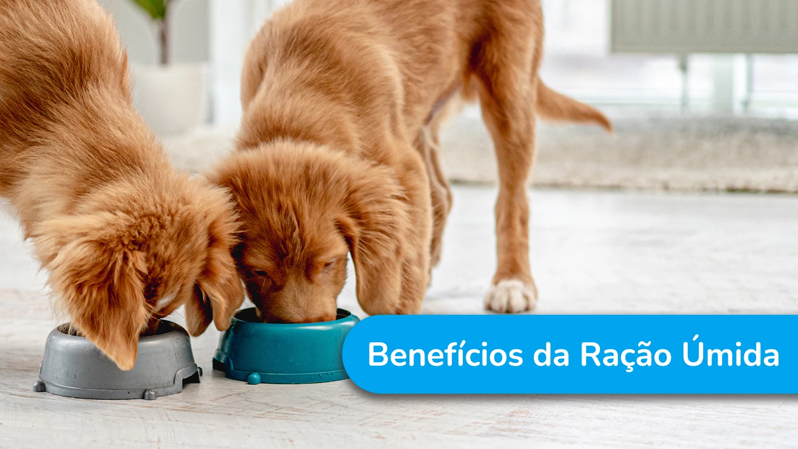 Benefícios da ração úmida