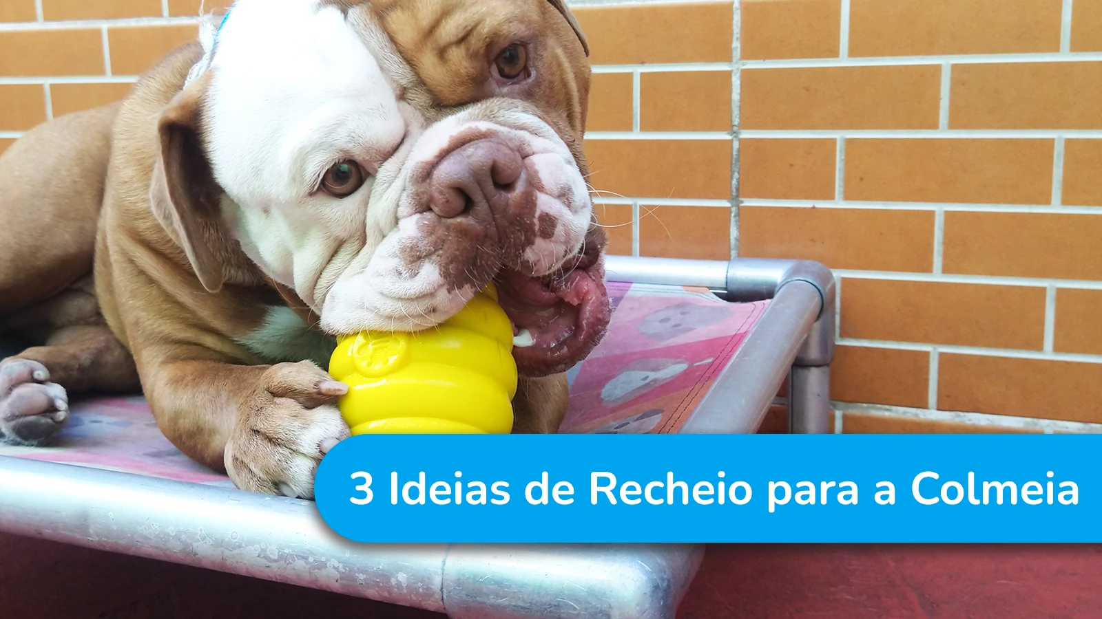 3 Ideias de Recheio para a Colmeia Buddy Toys