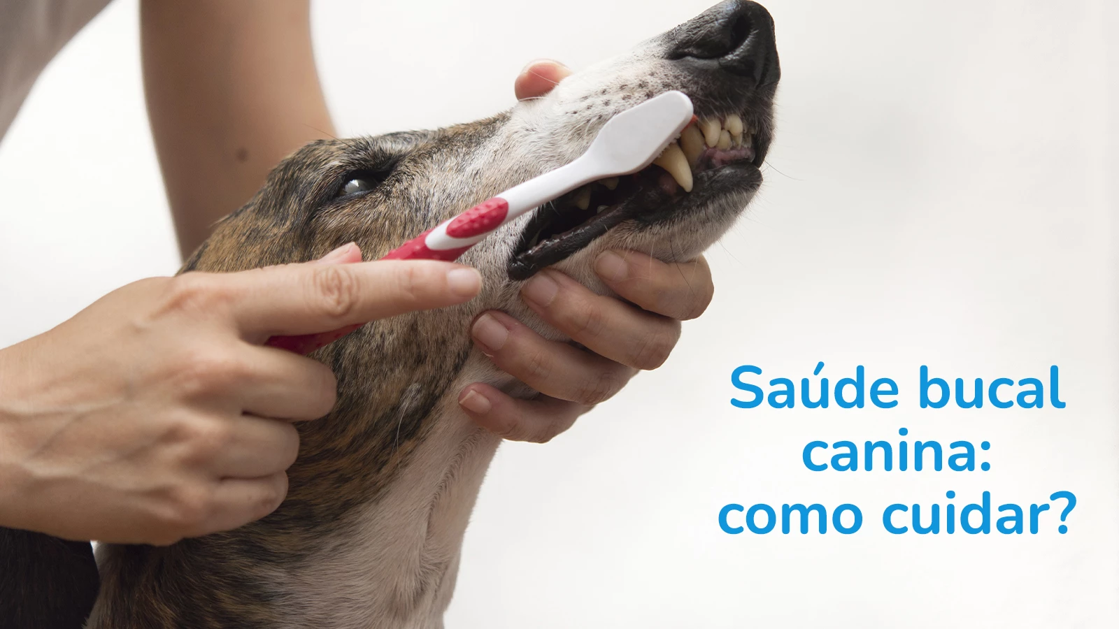 Saúde Bucal Canina