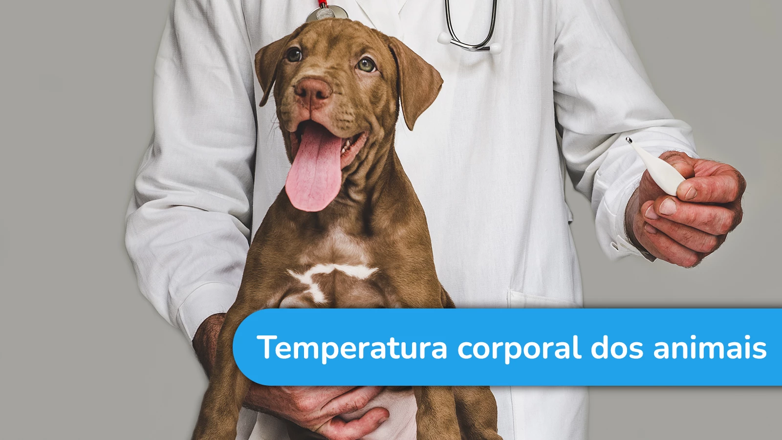 Os animais possuem a temperatura corporal como a dos humanos?