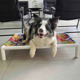 Cama Para Cachorro Bob Esponja