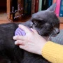 Gatinho utilizando a escova massageadora para gatos love cats buddy toys