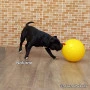 Titan Super Bola para cães Buddy Toys