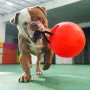 Titanzinha Super Bola para cães Buddy Toys