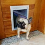 Porta de pasassagem cães e gatos buddy pet door
