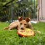 BRINQUEDO FRISBEE DE TECIDO PARA CÃES BUDDY TOYS cão 7