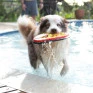 BRINQUEDO FRISBEE DE TECIDO PARA CÃES BUDDY TOYS cão 6