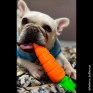 Cenourão Flex - Linha Buddy Flex para cães com poder leve a moderado de destruição